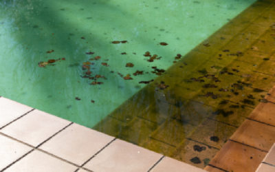 How to Prevent Pool Algae